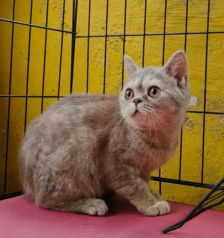 BSH Betina 5 bulan