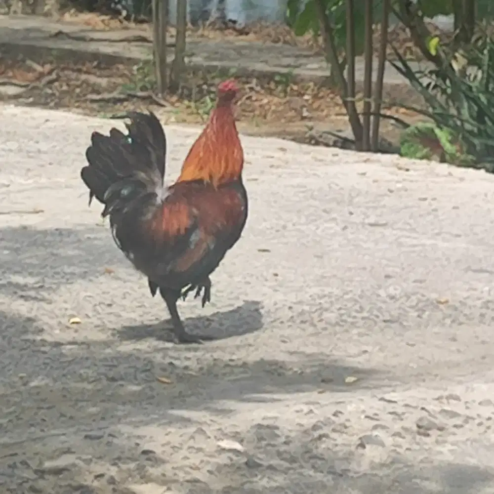 Ayam Kate Jantan