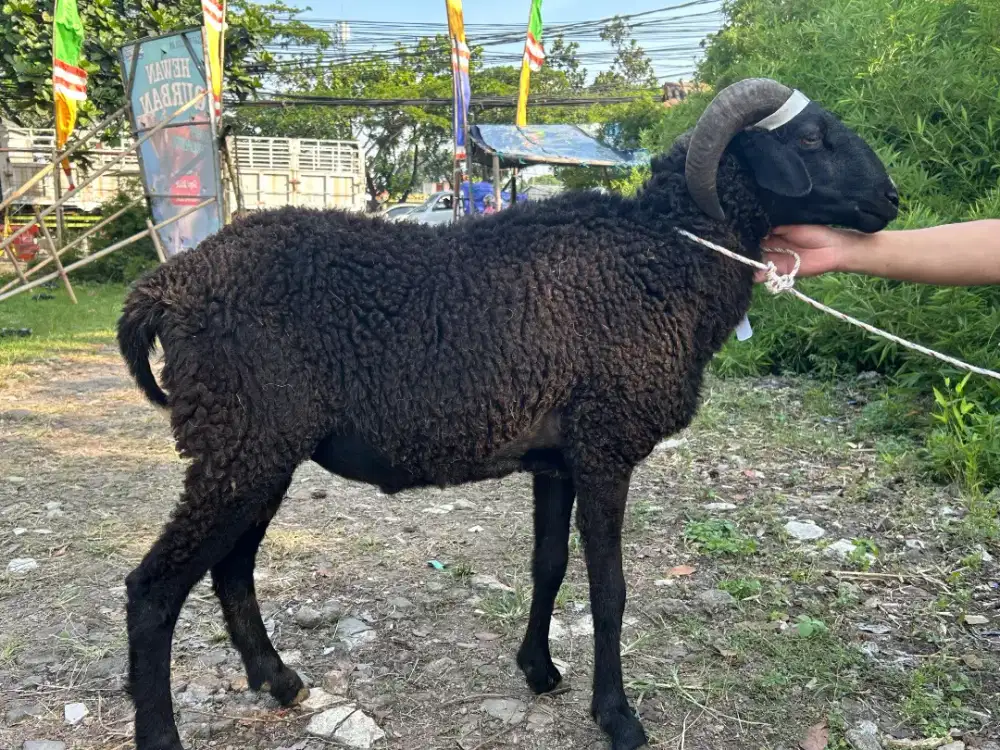 Domba Jantan Besar Sehat Harga Murah Siap Antar