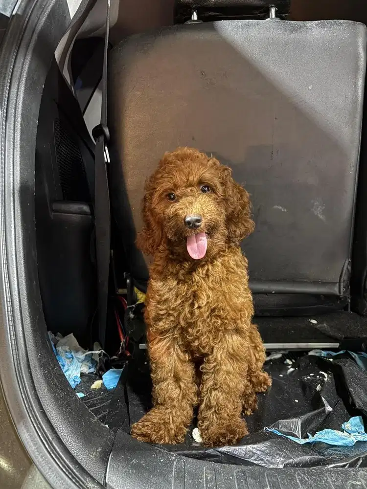 Miniature Poodle jantan
