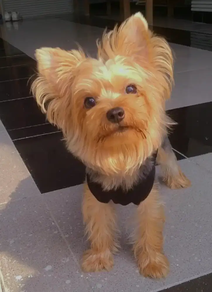 Anjing Yorkshire Terrier