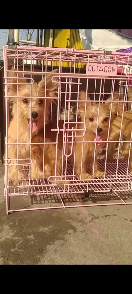 Anjing Yorkshire Terrier