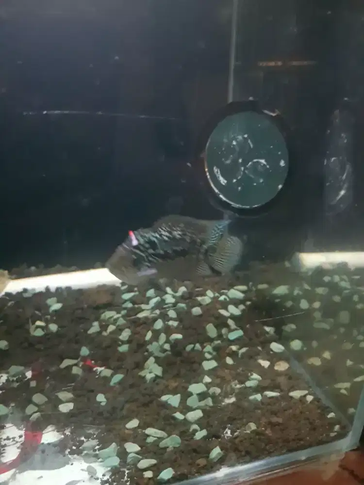 Dijual ikan louhan cencu gb jantan warna gb kondisi sangat baik ngo500