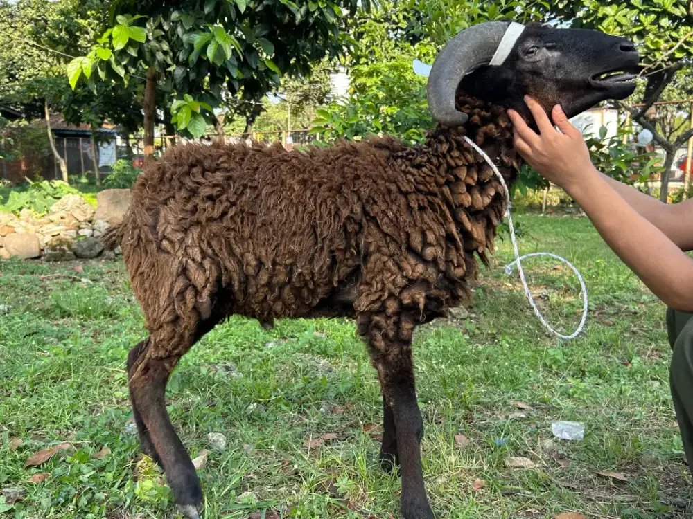 Domba Qurban Premium Bobot Besar Harga Peternak
