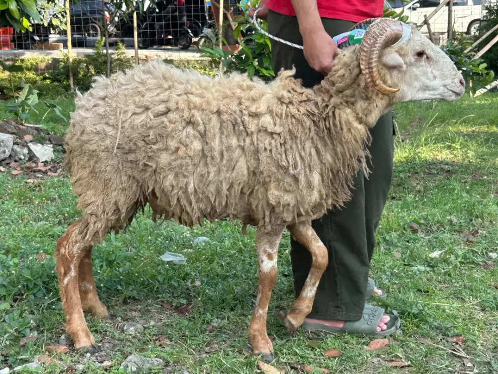 Jual Domba Qurban Sehat Berat Besar Harga Nego