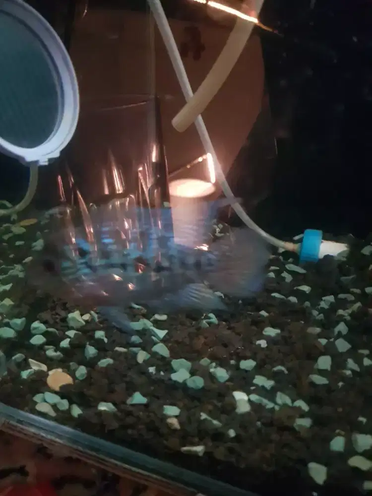 Dijual ikan louhan srd warna merah kondisi sangat baik nego 500