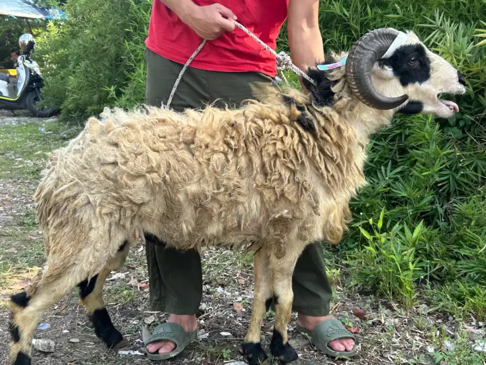 Jual Domba Qurban Berkualitas Bobot Besar Terawat