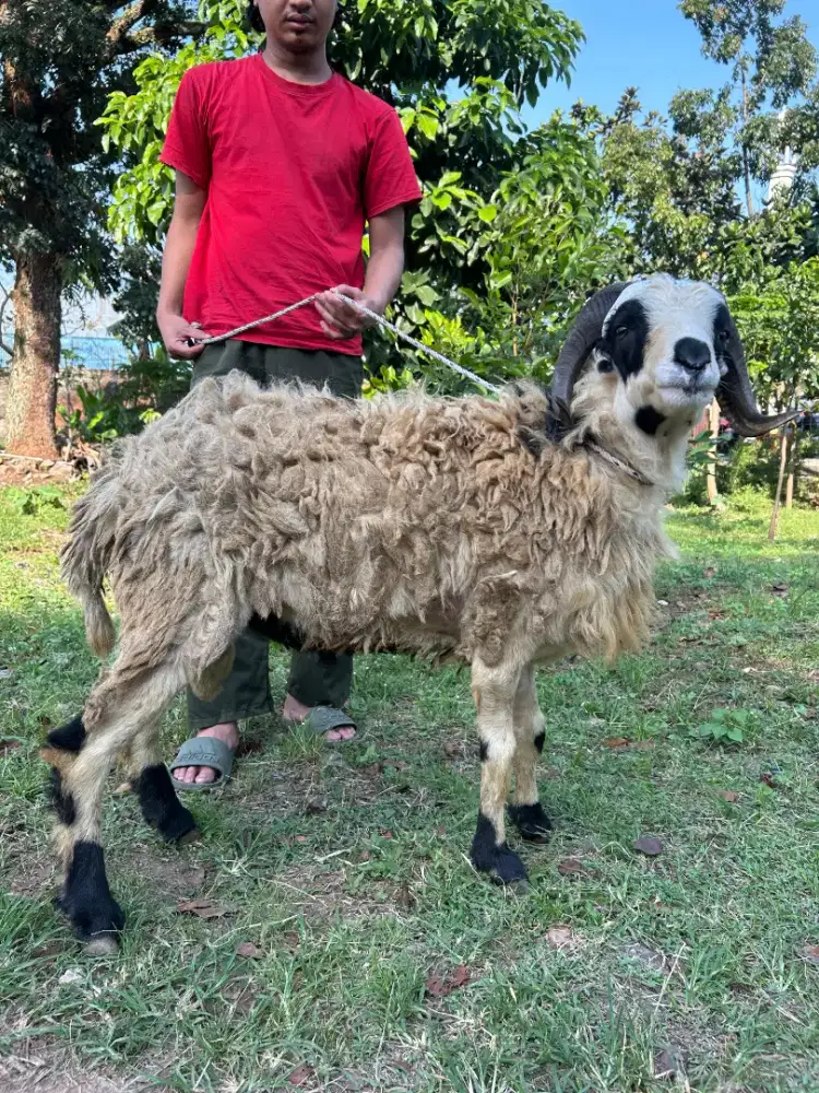 Jual Domba Qurban Berkualitas Bobot Besar Terawat