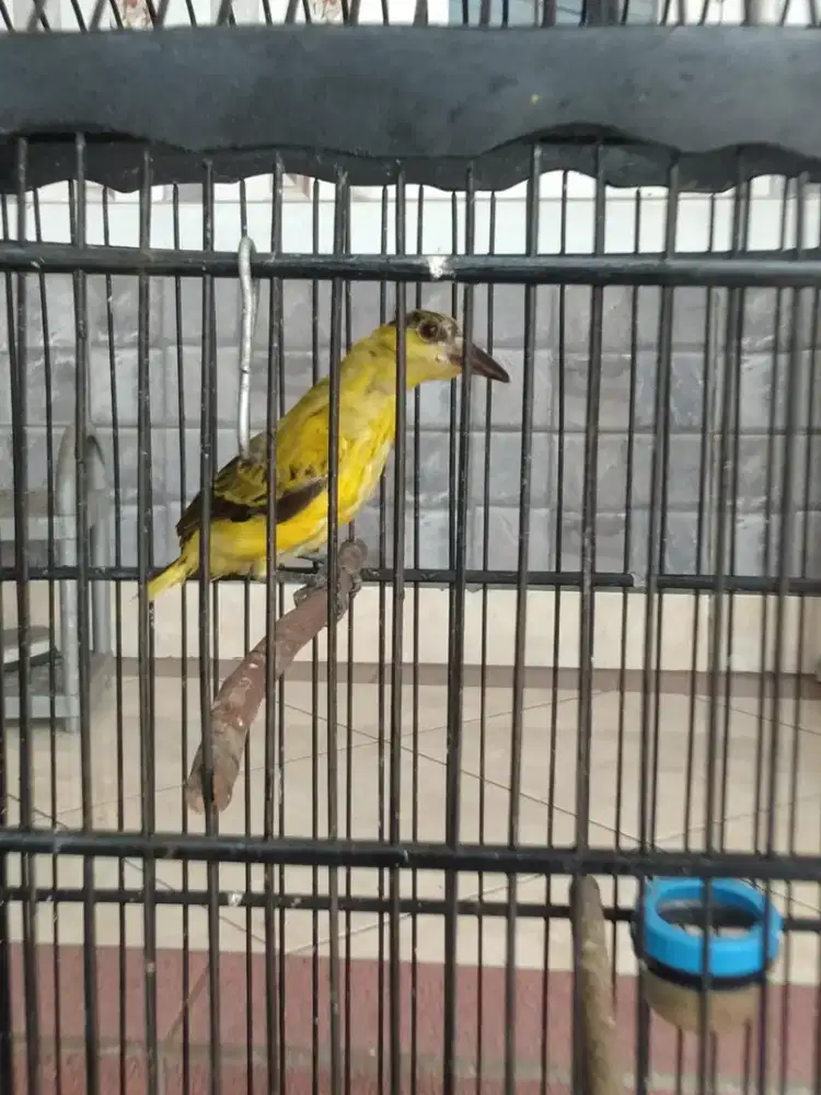 Kapodang dari loloh jinak tapi gak bisa di elus tuker burung kacer