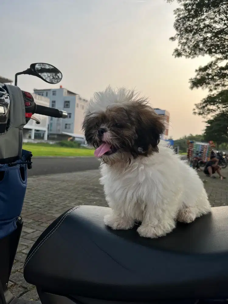 Jual Puppy Shih Tzu 3 Bulan Sehat Aktif Sudah Vaksin