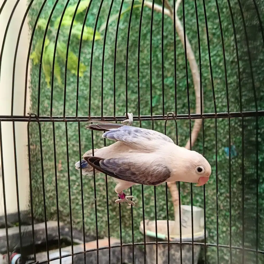 burung love bird lakbet lovebird euwing violet jantan