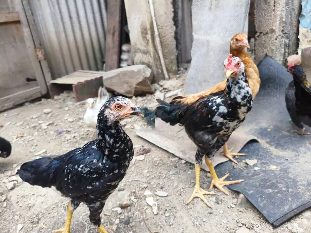 Ayam Kampung KUB