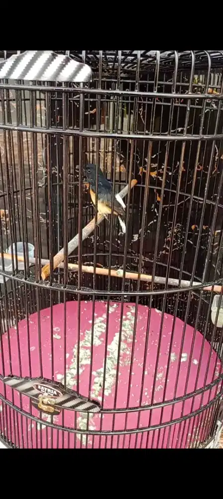 Jual Burung Murai Batu Betina Gacor