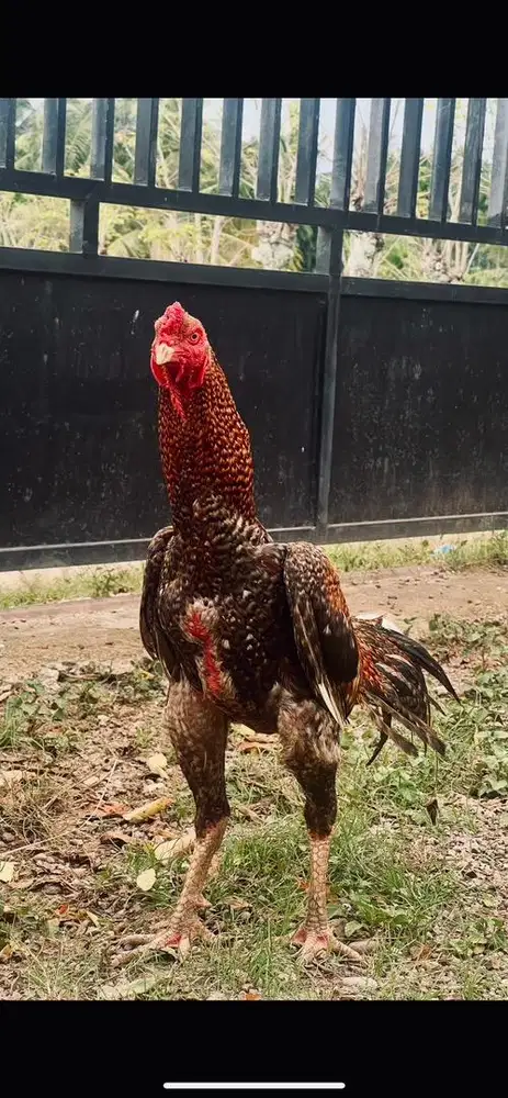 Ayam Asel cross Muda