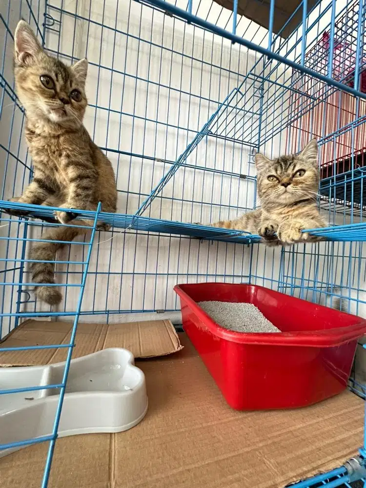 Kucing persia medium betina kitten