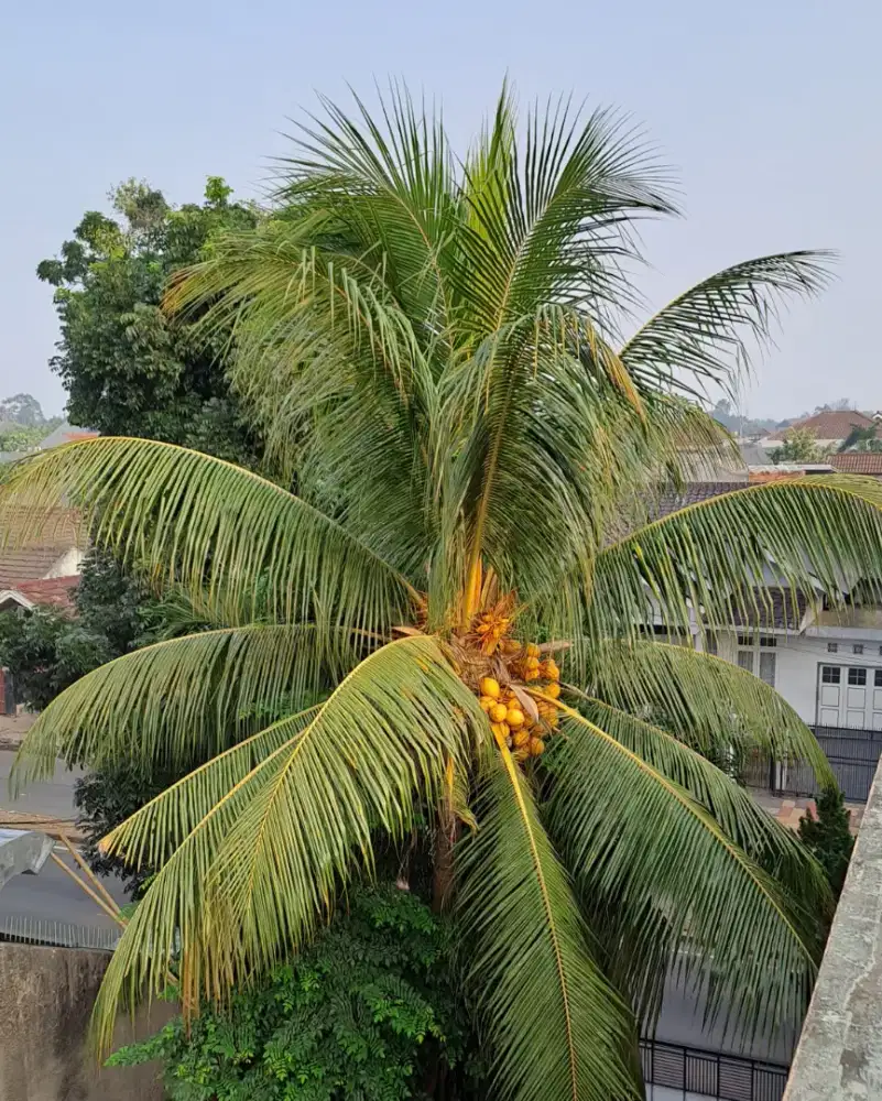 dijual bibit pohon kelapa gading 70 cm