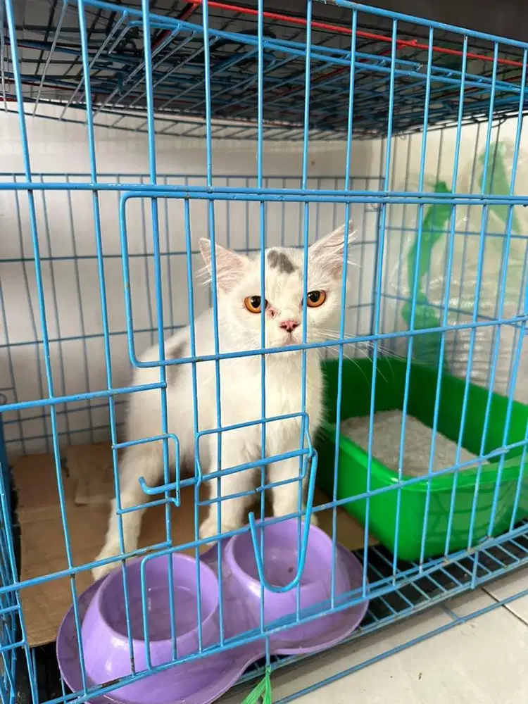 Kucing persia medium jantan