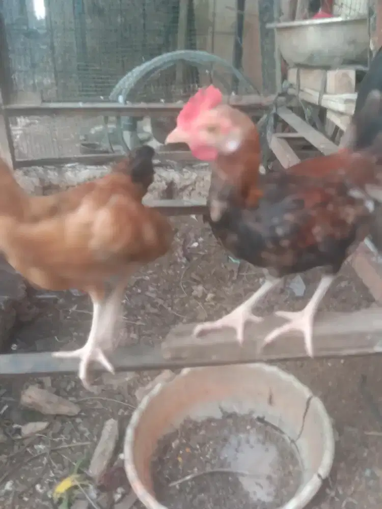Jual sepasang ayam hutan pranakan