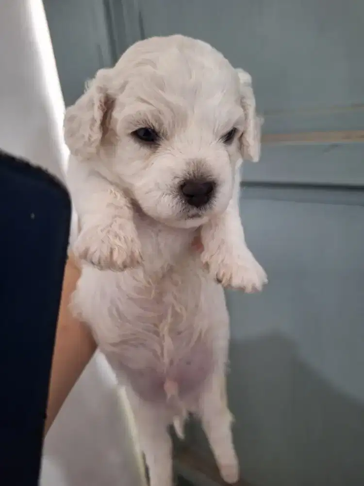 Bichon frise puppy korean bloodline