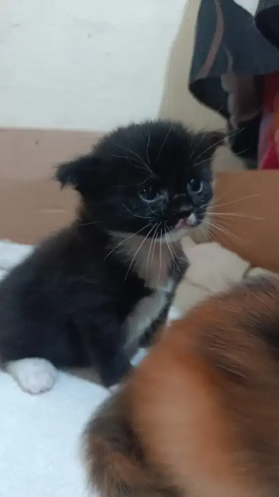 jual kucing Anggora
