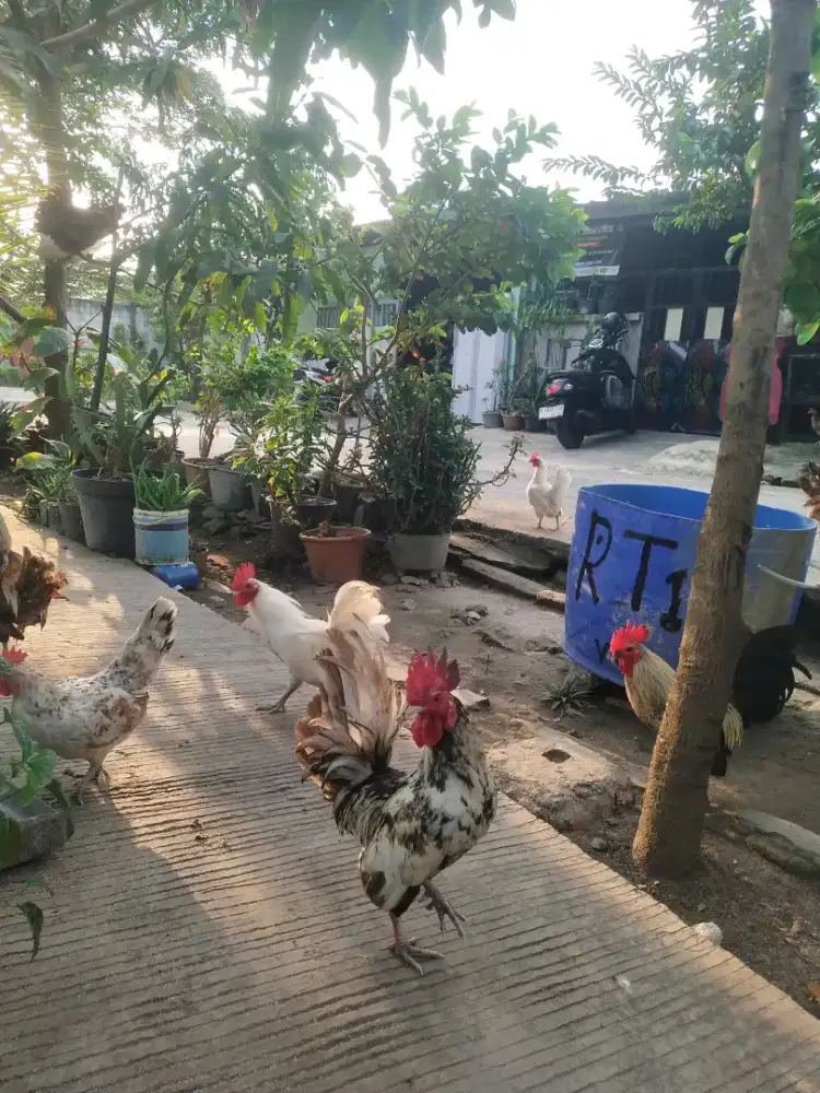 ayam kate/ayam ceper