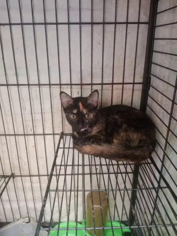 Di jual kitten Himalaya mix