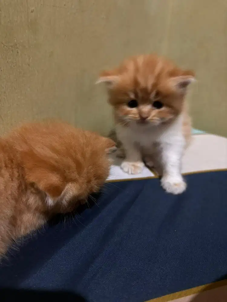 Kitten 1bulan lebih muka bulet