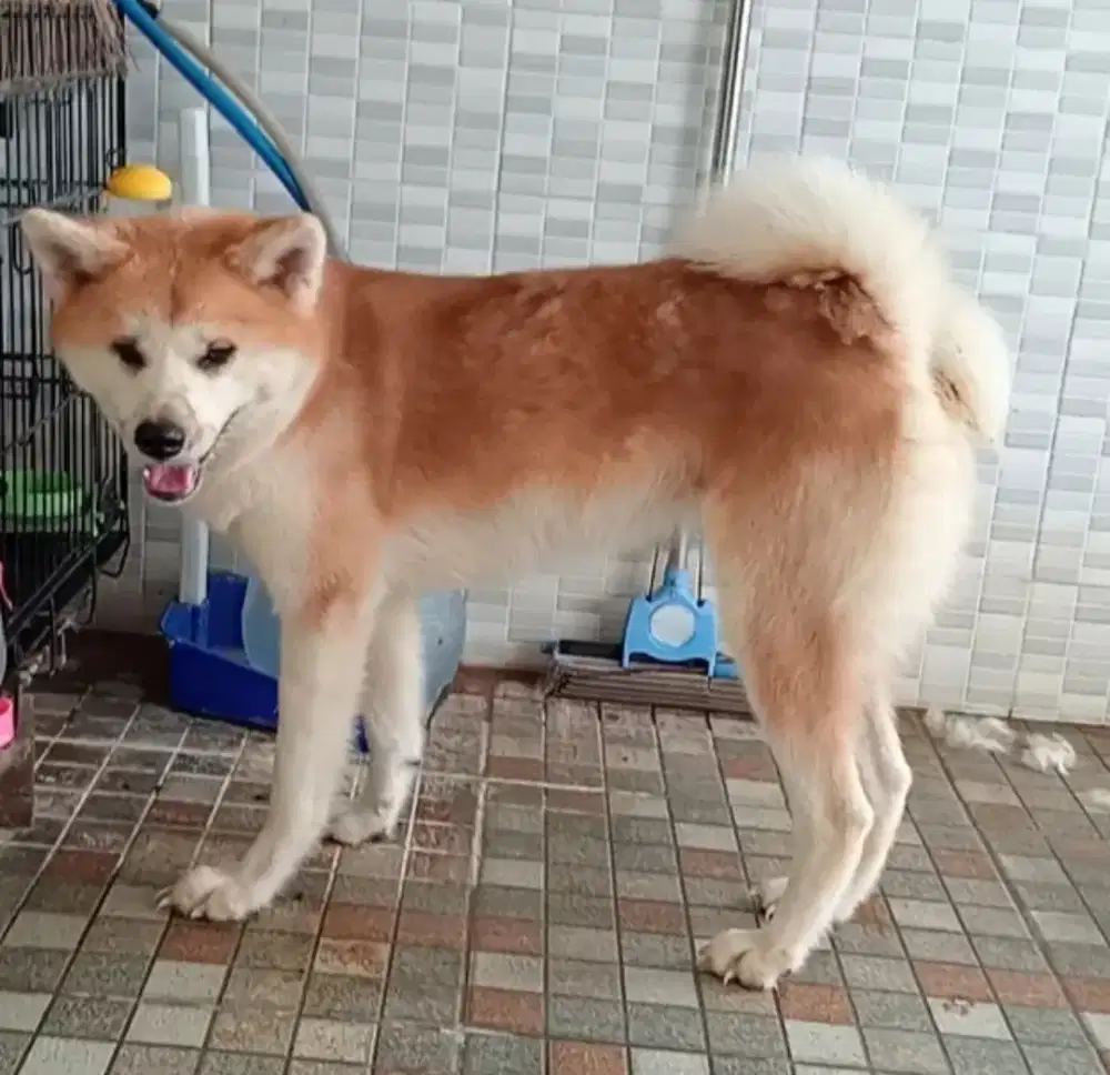 Japanese Akita betina (Hachiko) murmerr