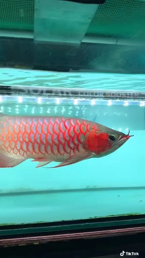 Arwana super red 60 cm