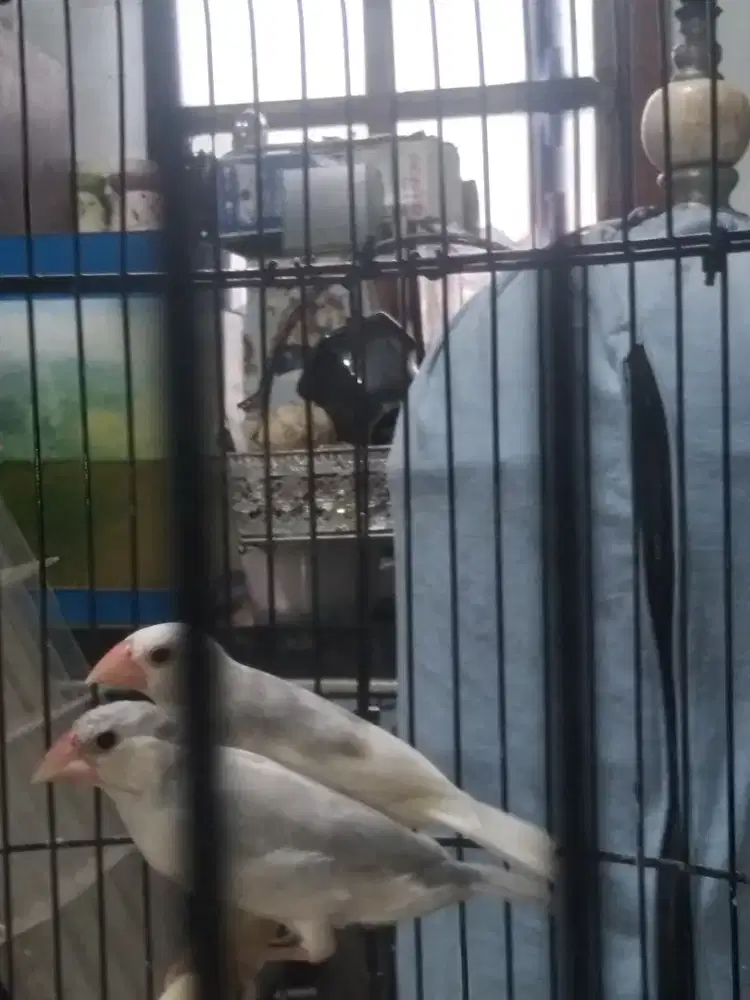 Glatik Silven n Putih