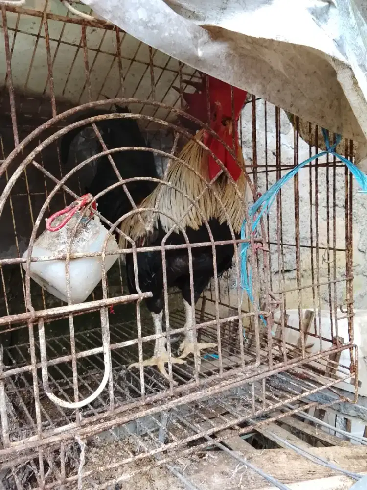 Jual jago ketawa