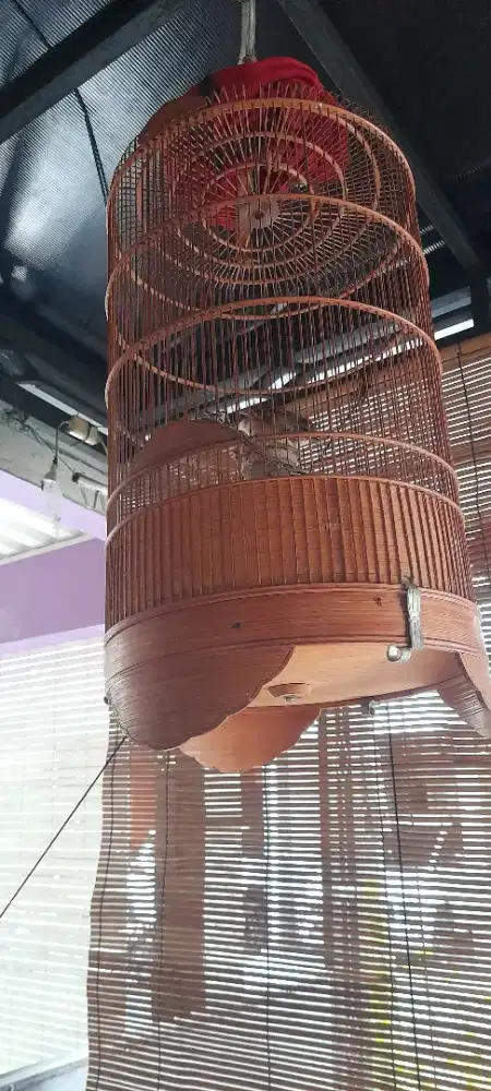 Burung Branjangan javanica betina siapan