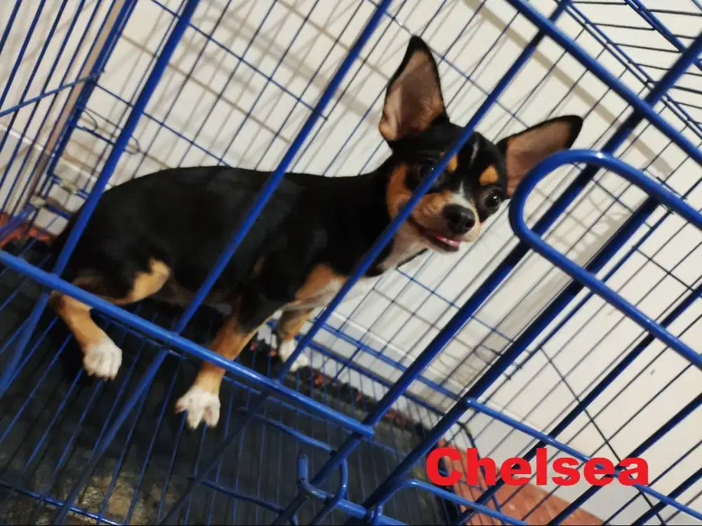 Semi Hibah 2 Chihuahua Betina Lihat Deskripsi