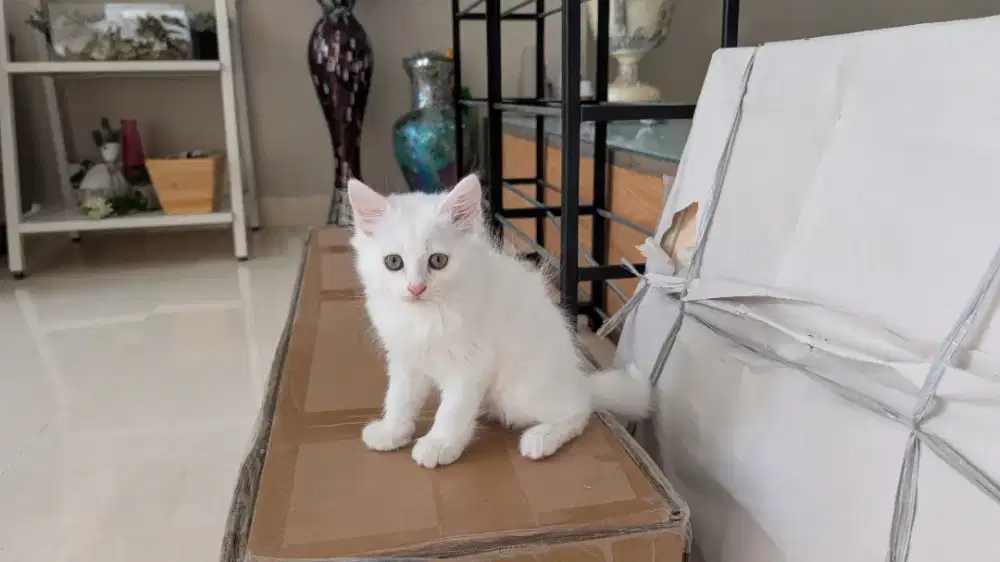 Kucing Kitten Persia 2 Bulan Betina