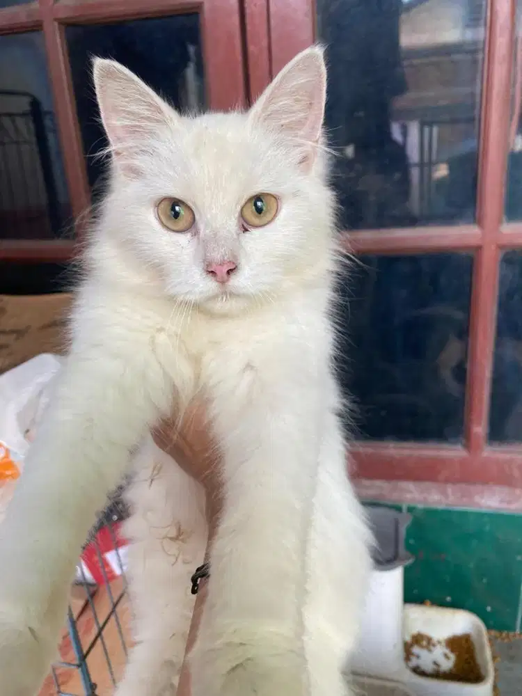 open adopt free