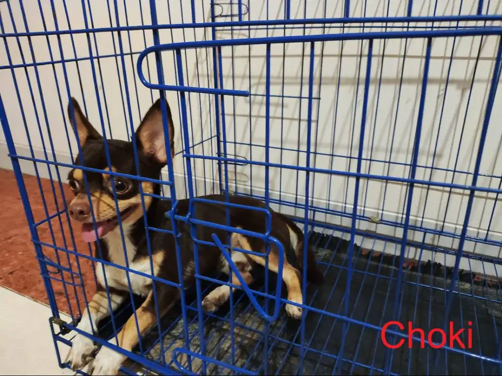 Semi Hibah Chihuahua Jantan Lihat Deskripsi