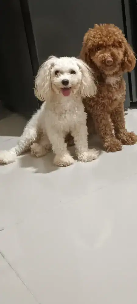 Toy poodle jantan&Miniatur betina