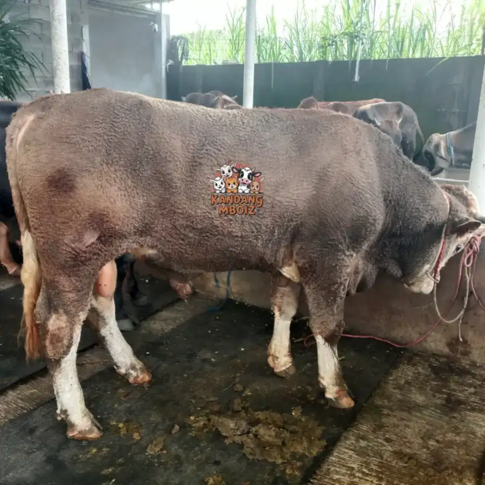 Sapi Qurban bobot 550kg