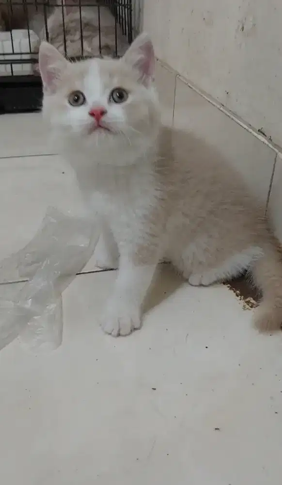Kucing british shorthair bicolor fawn jantan kitten bsh bicolor fawn