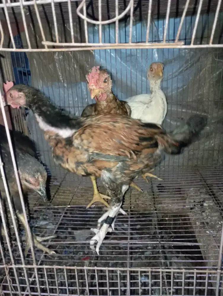 Ayam kampung 2-3 bulanan ada 2 pasang