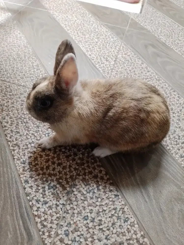 Kelinci  hias jenis kecil ( bukan kelinci lokal )