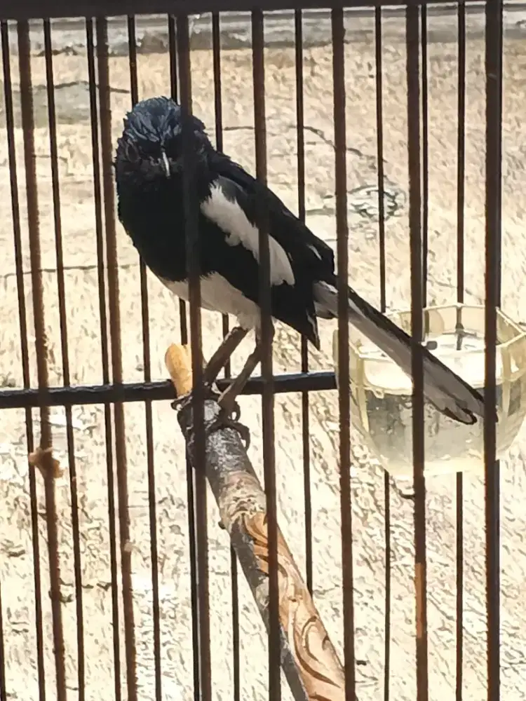 Burung kacer jantan deker mapan rajin bunyi