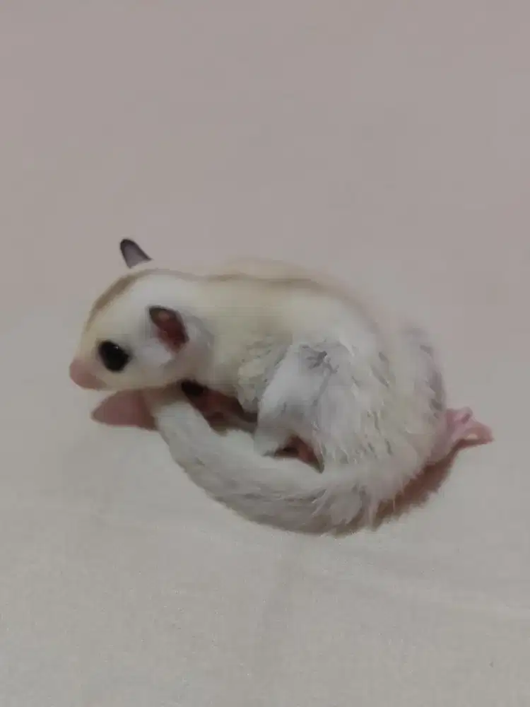 Sugar glider true platinum mosaik