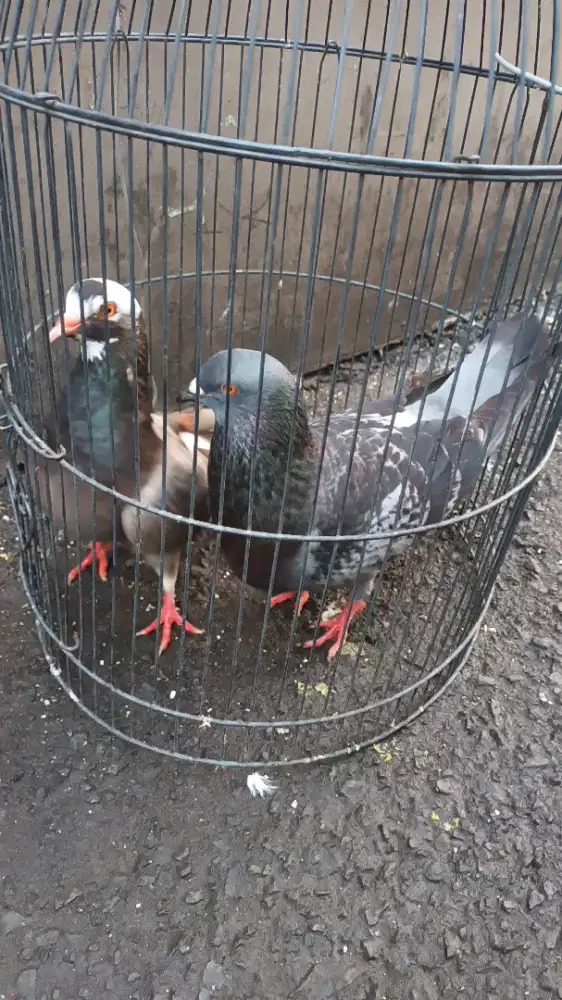 Burung dara dm kalo cocok