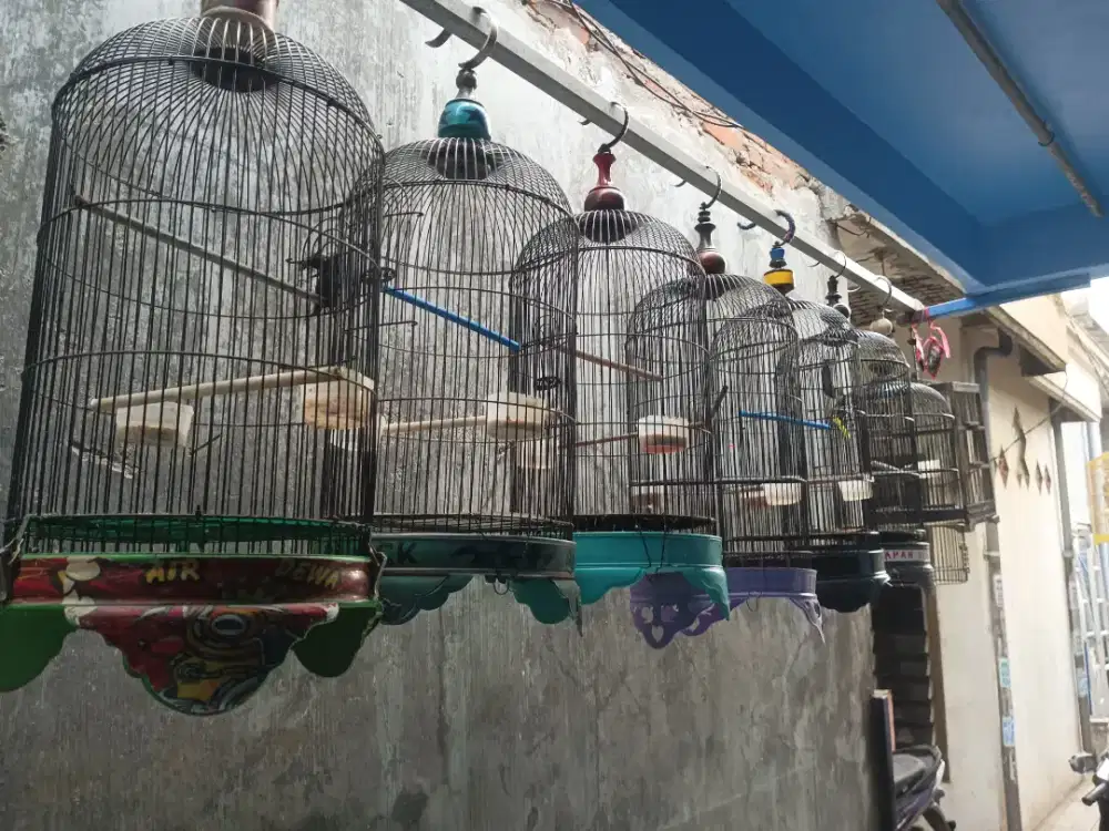 Sangkar lb dan kayu
