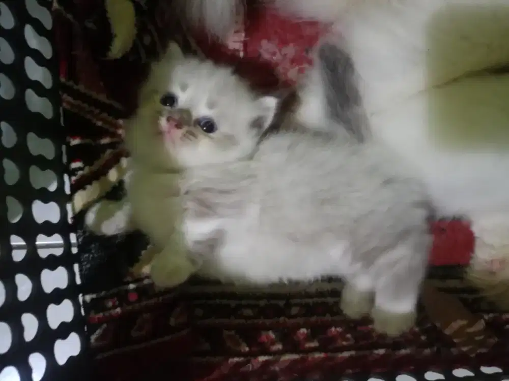 Kitten jantan ragdoll Munchkin cebol