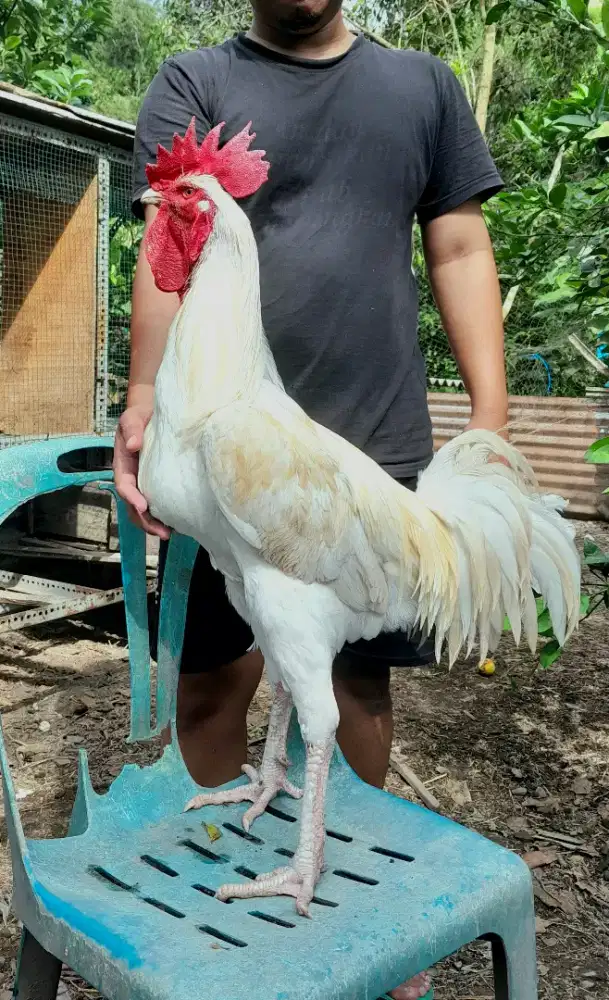 Ayam Pelung Pejantan