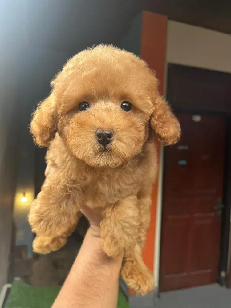 Red Toy Poodle Stambum