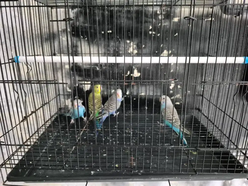 Burung Parkit, 4 ekor