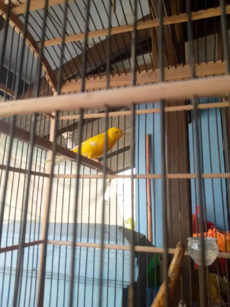 Di jual Kenari paud